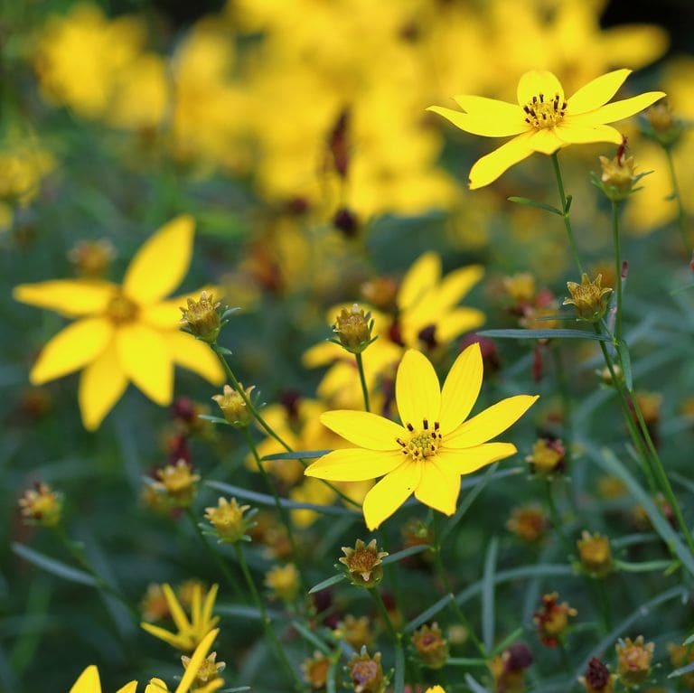 Coreopsis