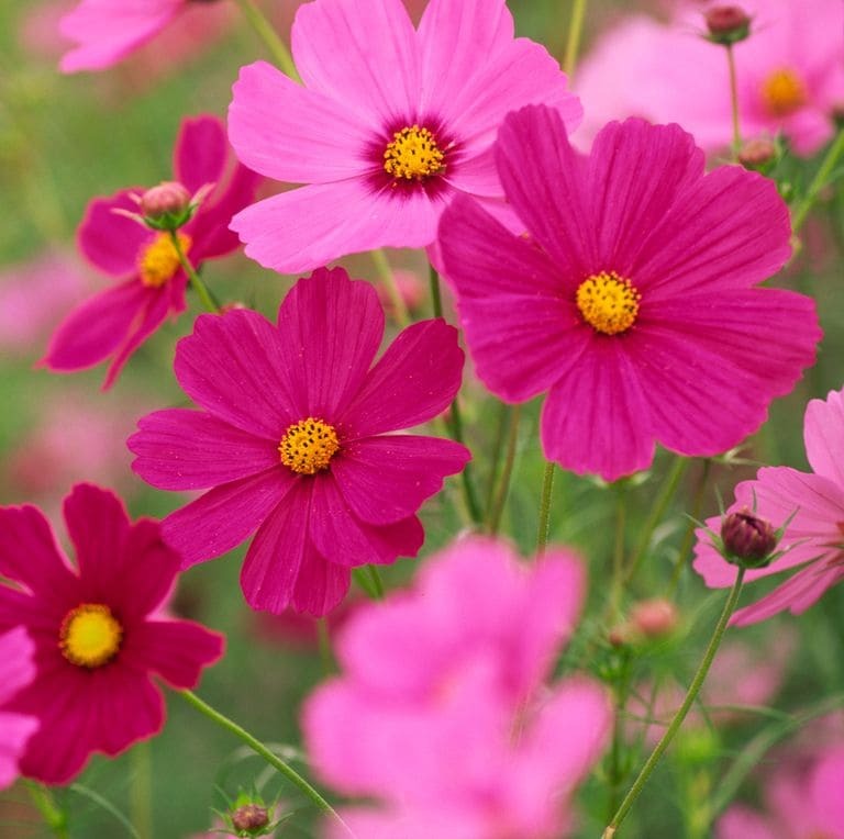 Garden Cosmos