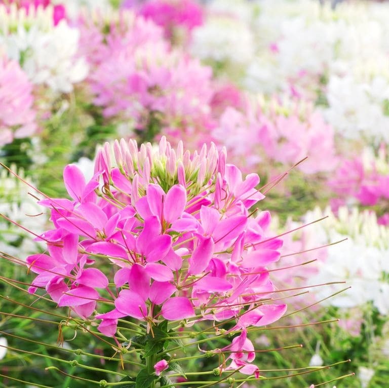 Spider Flowers