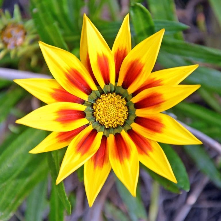 Híbridos Gazania