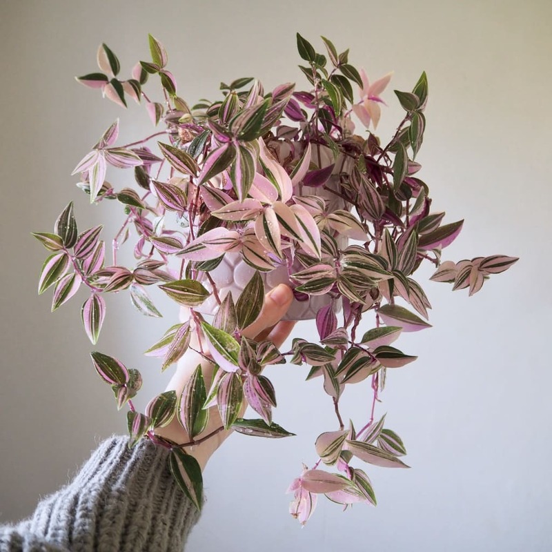 Tradescantia