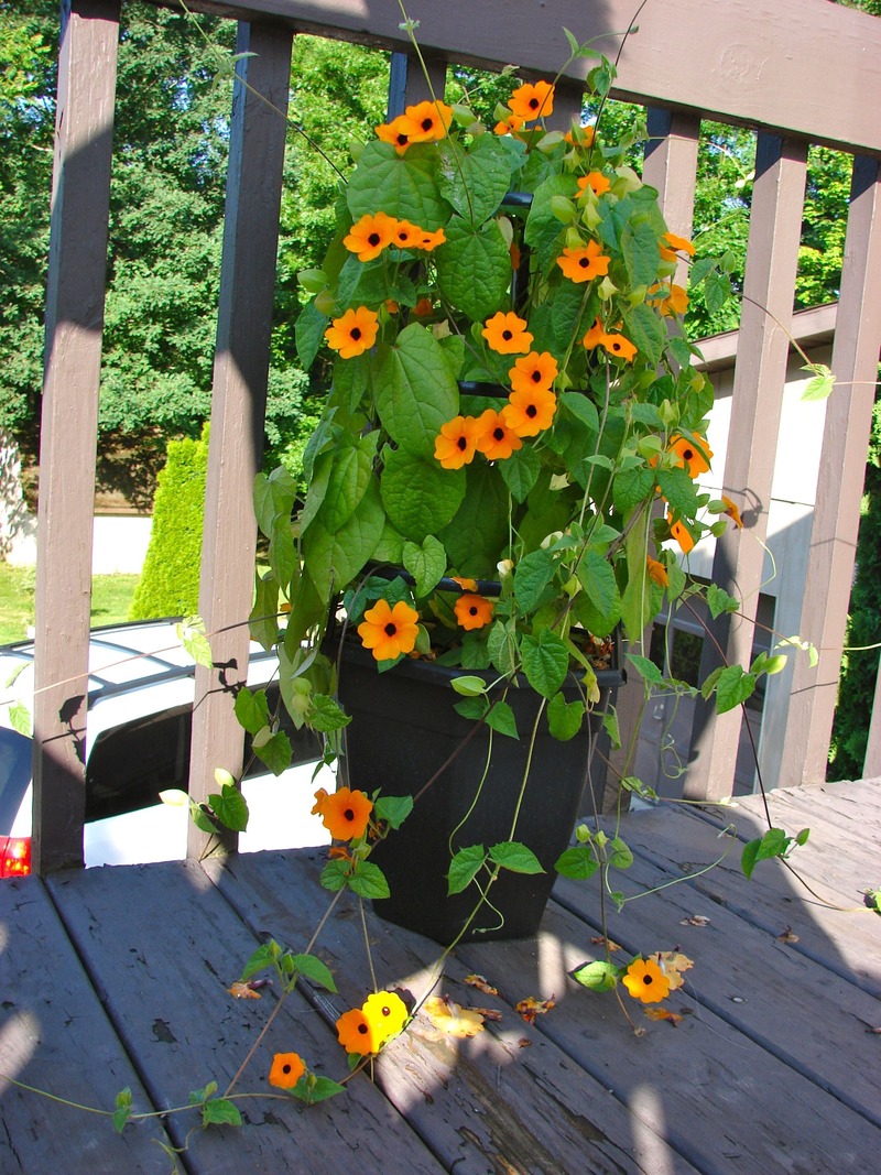 Black-Eyed Susan Vine