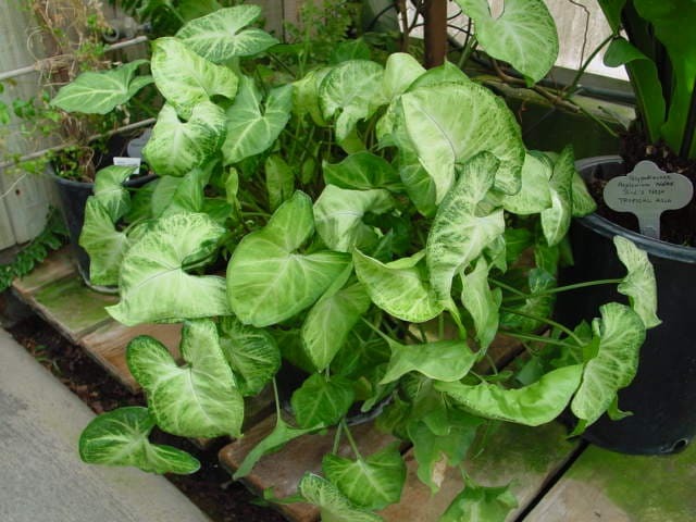 Arrowhead Vine