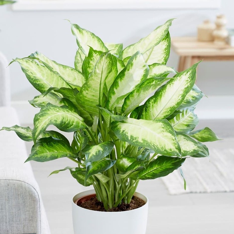 Dumb Cane