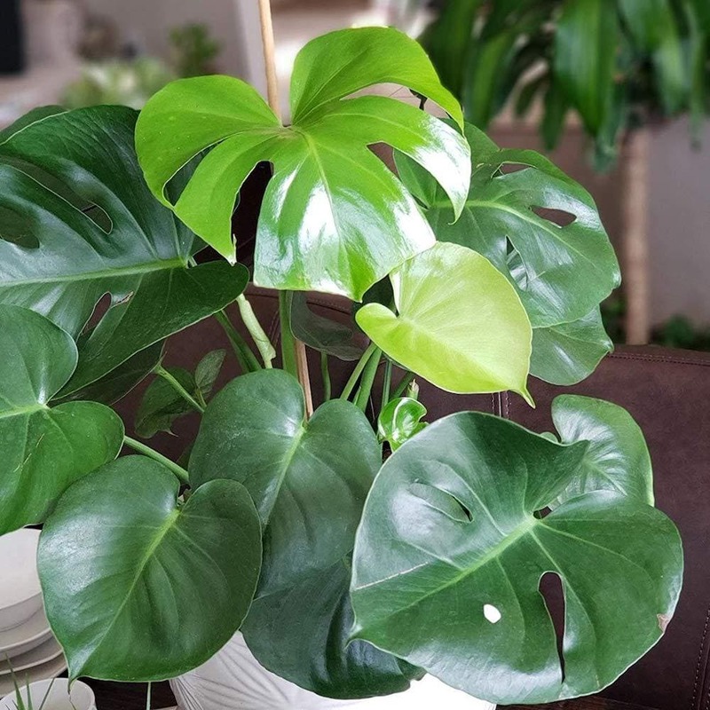 Split Leaf Plant