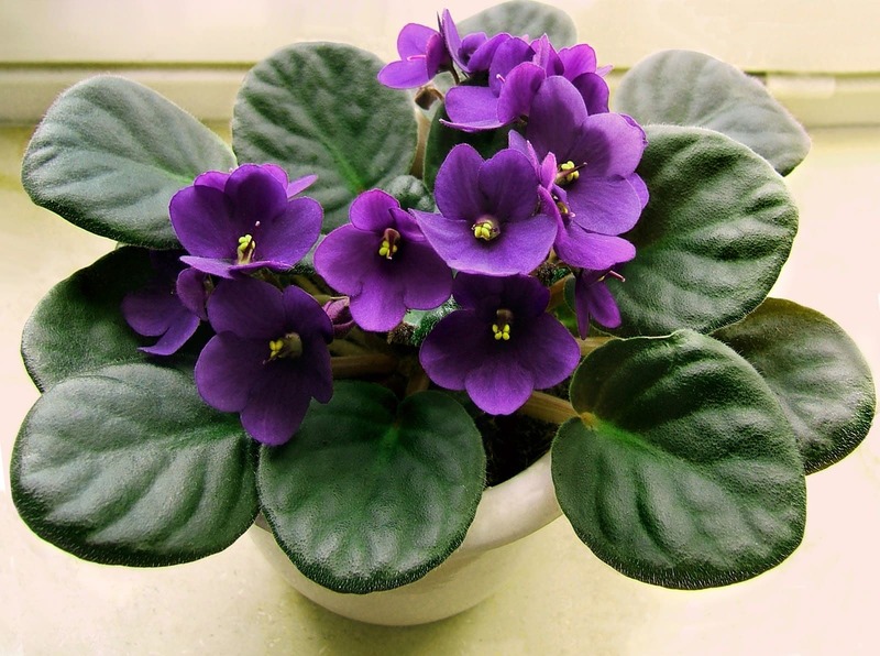 African Violets