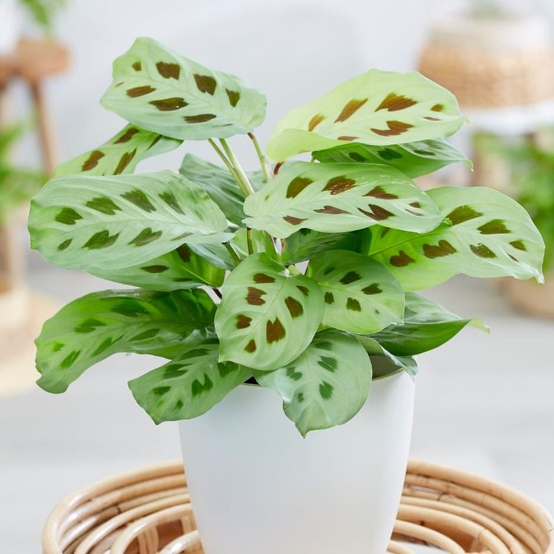 Prayer Plant