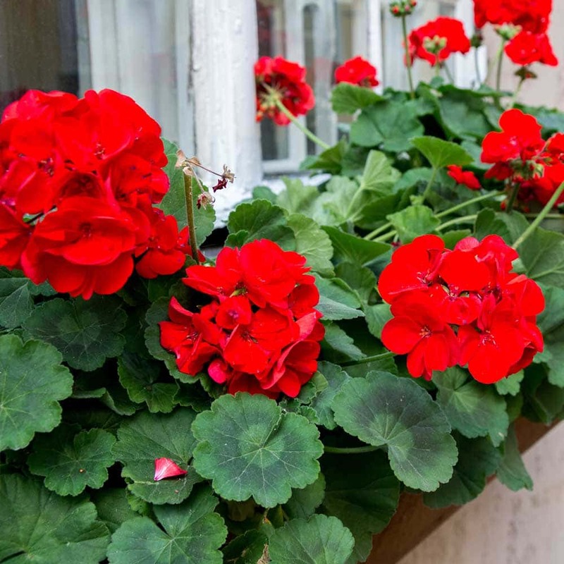 Geraniums