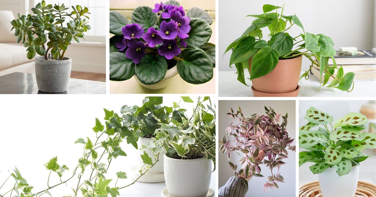 30 Indoor Plants That Can Grow From Cuttings