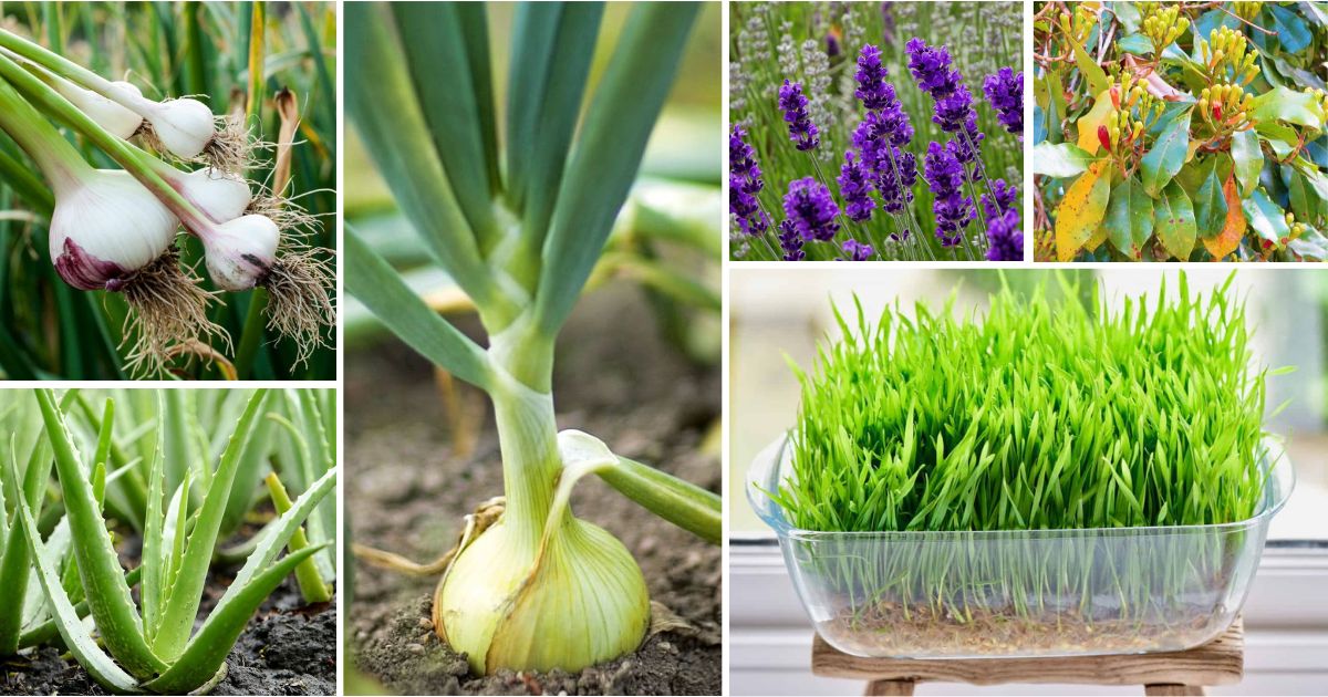 30 Medicinal Plants That You Should Grow In Your Garden