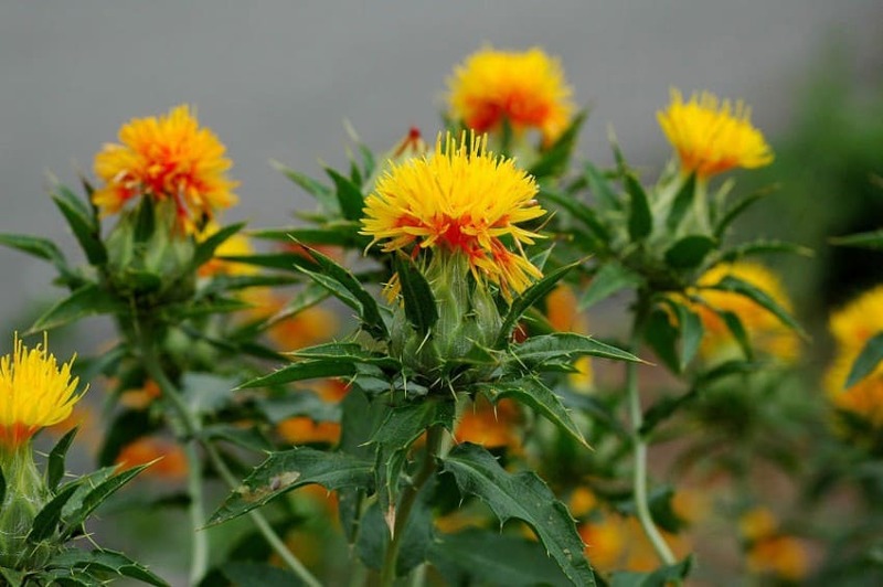 Safflower