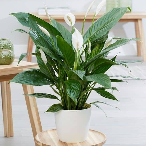 Peace Lily