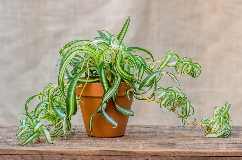 Spider Plant