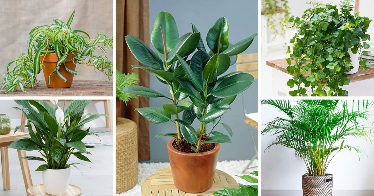 5 Indoor Plants To Help Alleviate Dry Skin