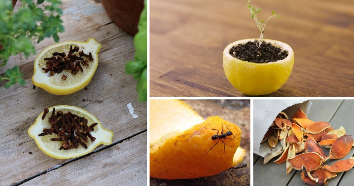 8 Amazing Uses Of Citrus Peels For Your Garden