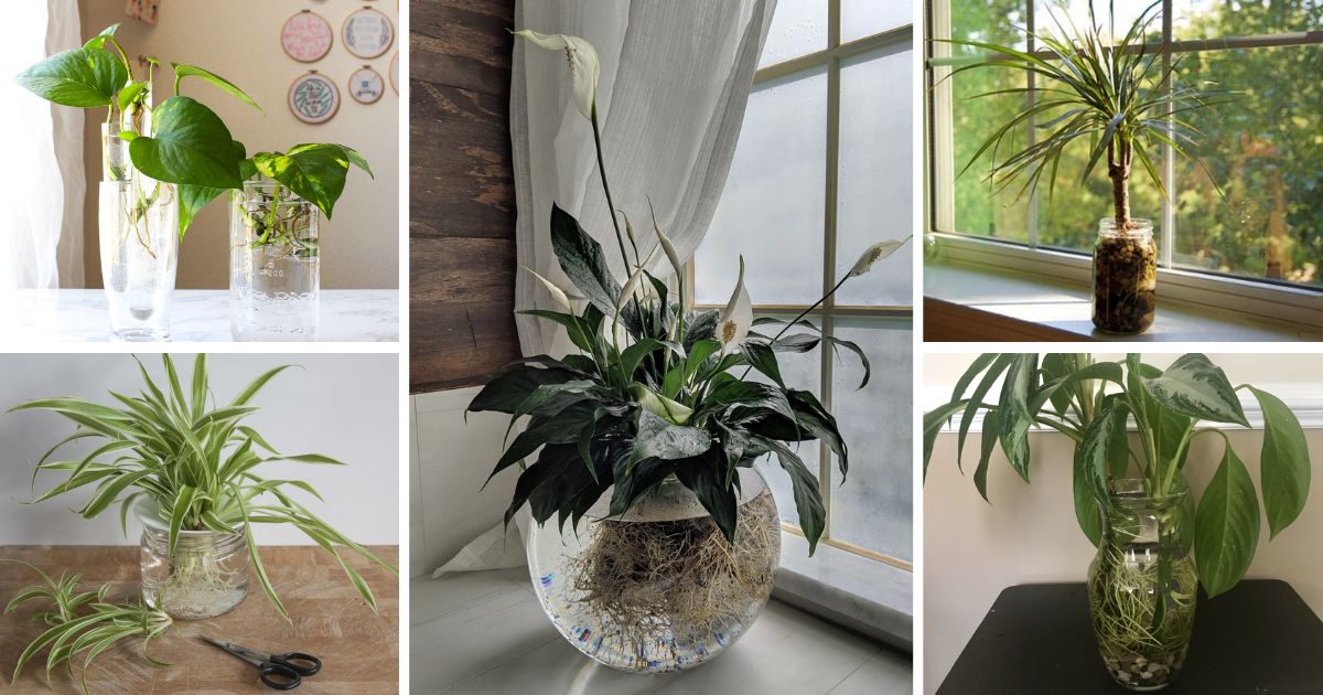 9 Best Indoor Plants To Grow In Water