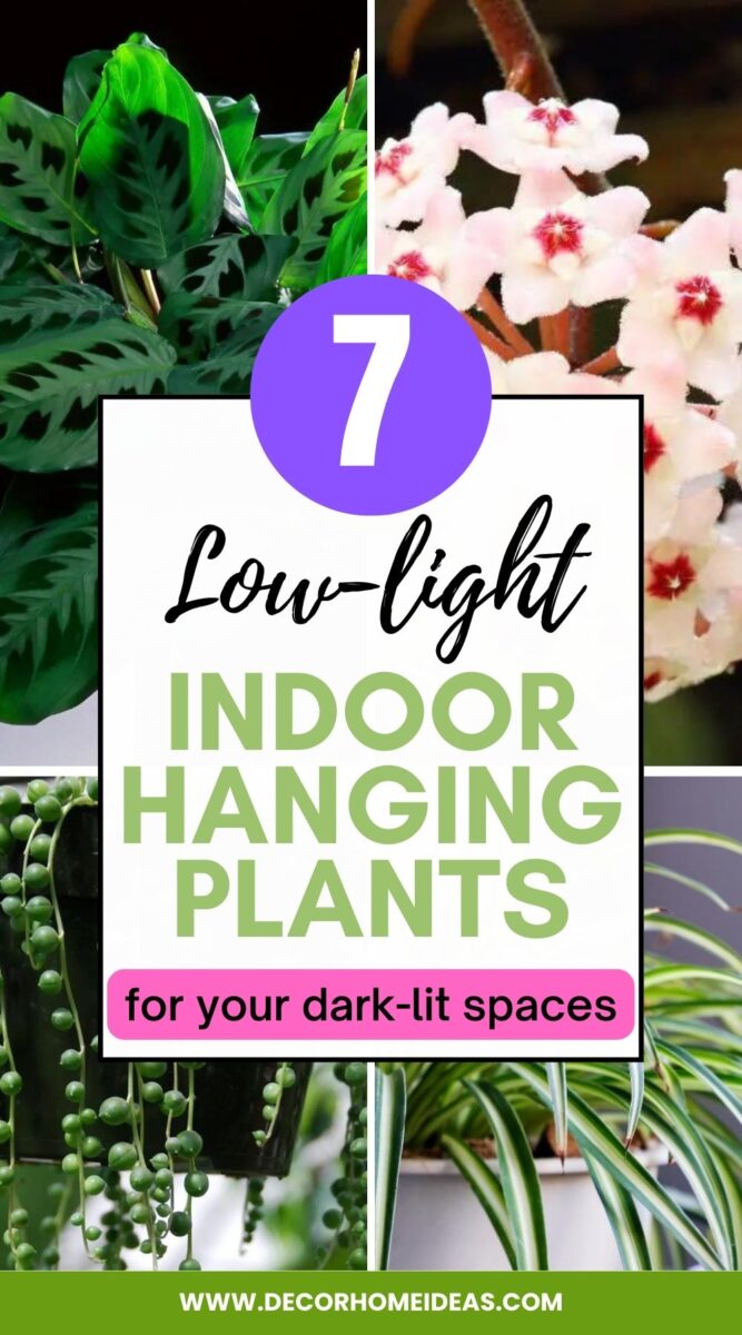 Look for some hanging baskets and search for plants that thrive with little light or no sunlight. Within no time, you will have created an oasis in your dark-lit space.