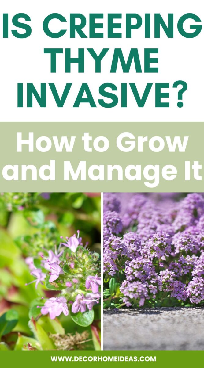 Creeping Thyme Invasive How To Grow