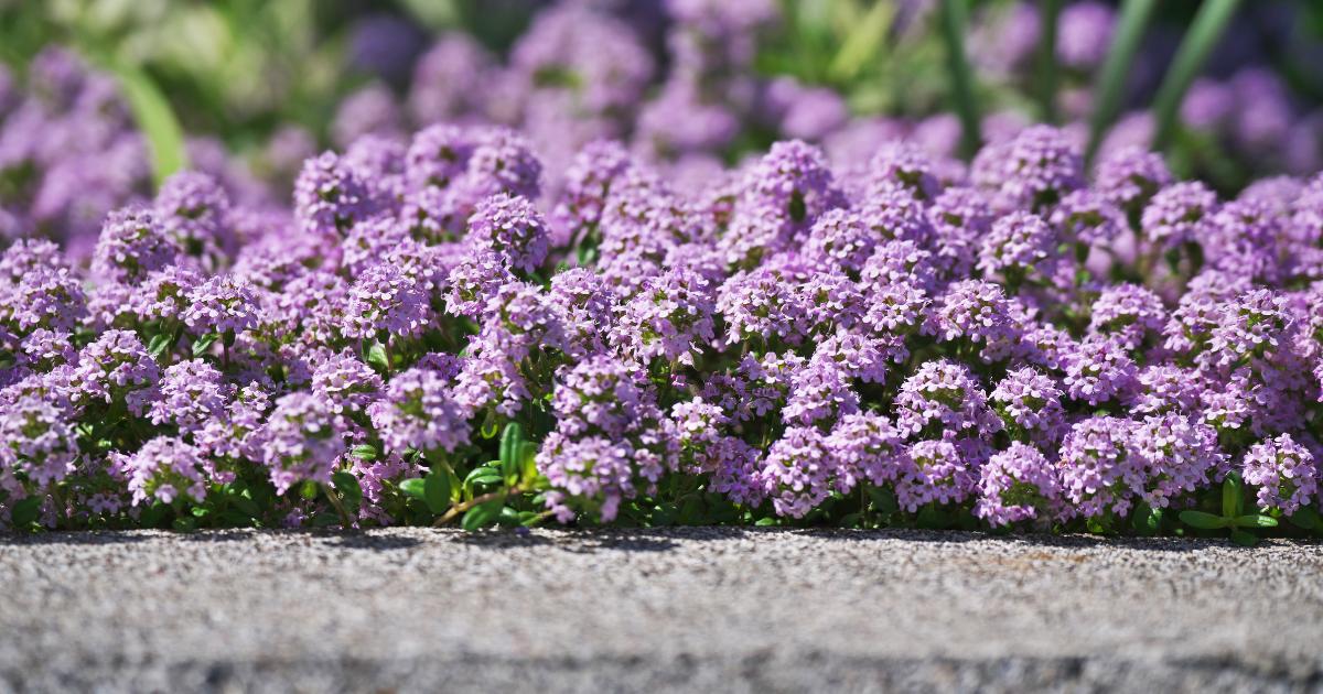 Creeping Thyme Invasive