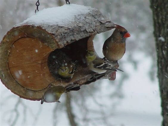 DIy Bird House