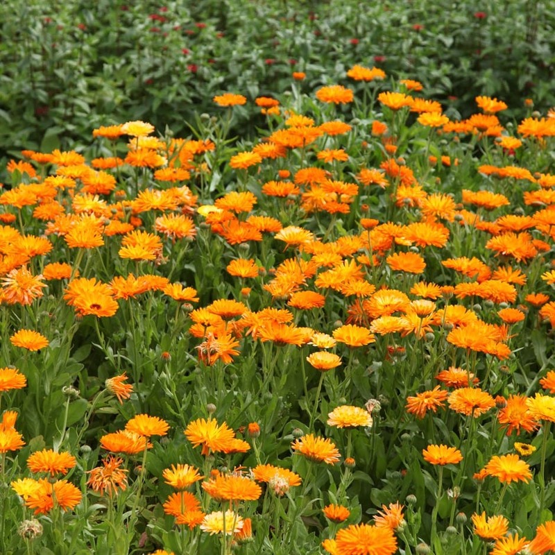 Pot Marigold