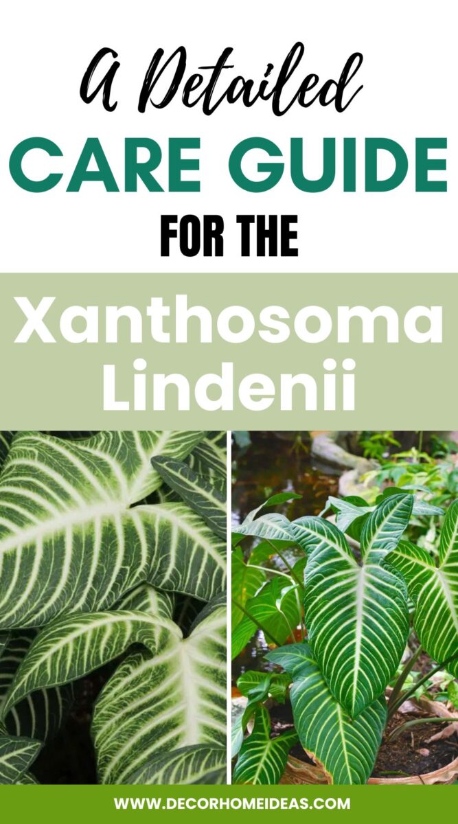 In this article, we are going to give you a detailed care guide for the Xanthosoma lindenii and some more fascinating facts about the plant.
