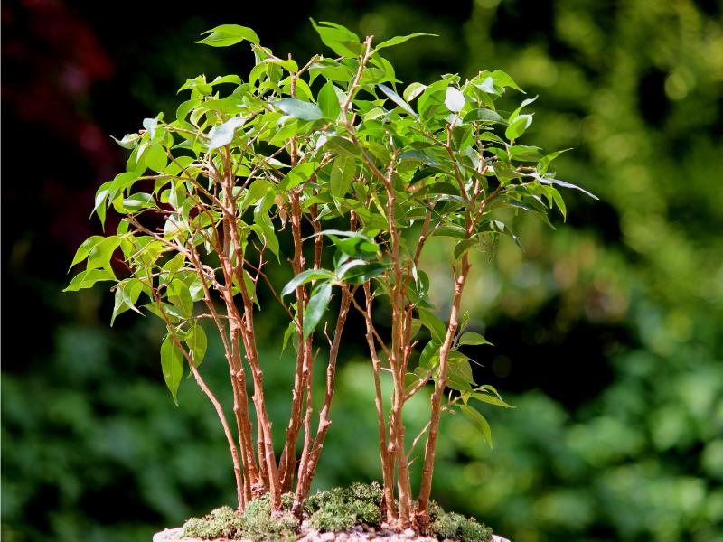 Weeping Fig (Ficus Benjamina)