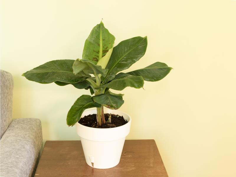 Dwarf Banana (Musa Acuminata)