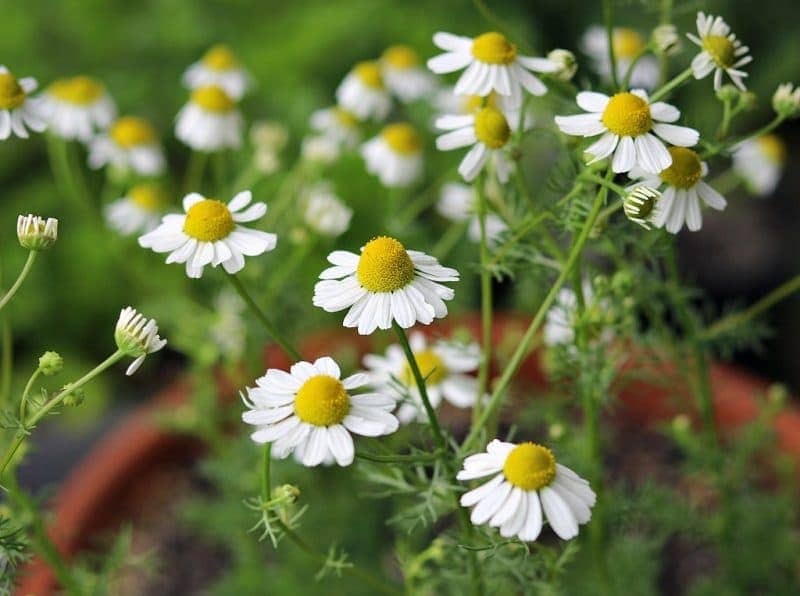 Chamomile