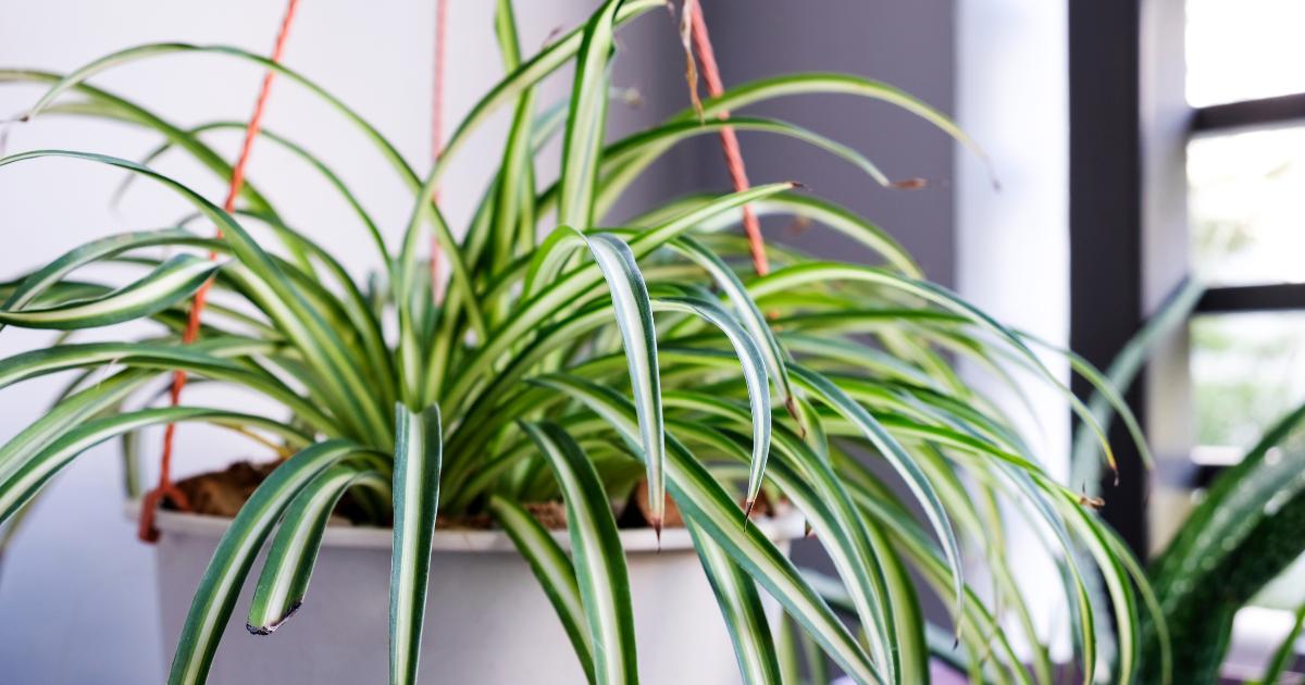 Low Light Indoor Hanging Plants