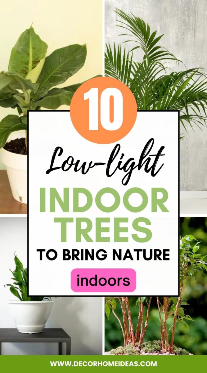 Enhance your indoor space with the beauty of low-light indoor trees. Explore a diverse range of tree species that thrive in low-light conditions, bringing a touch of nature and greenery to any room in your home or office.