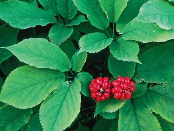 American Ginseng