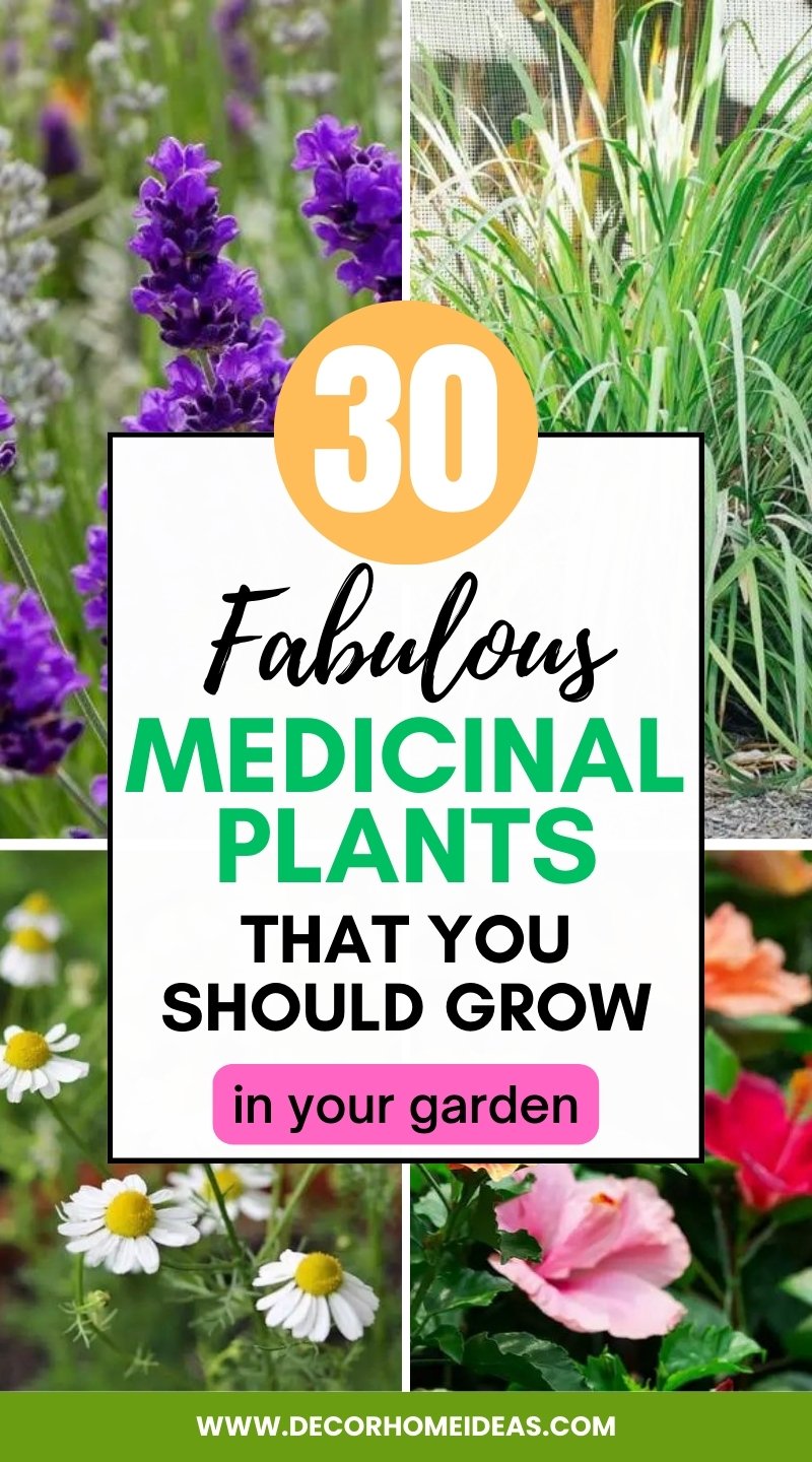 Grow medicinal plants in your garden! 30 plants that can help you maintain your health and well-being, from aloe vera to yarrow. Learn how to use them to your advantage today.