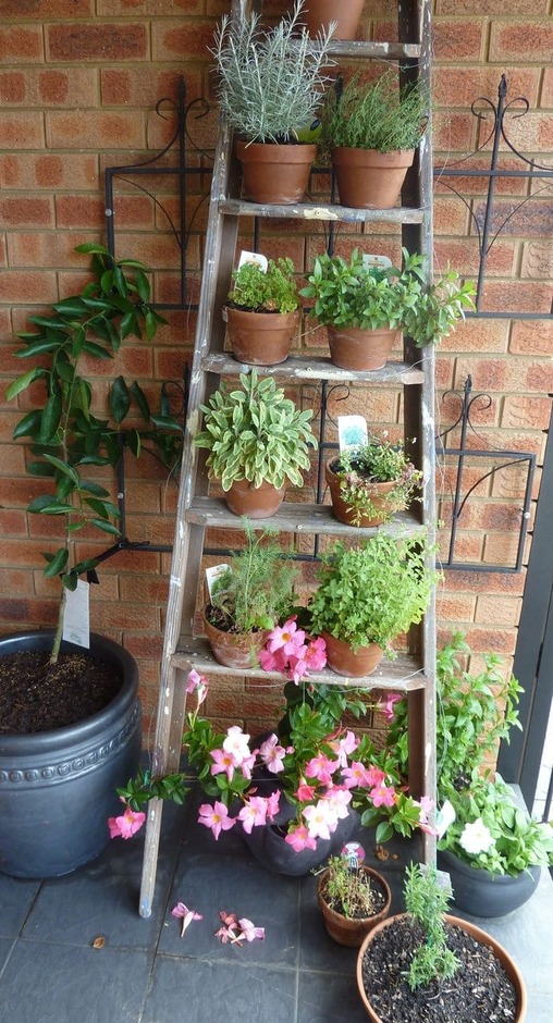 Ladder Garden