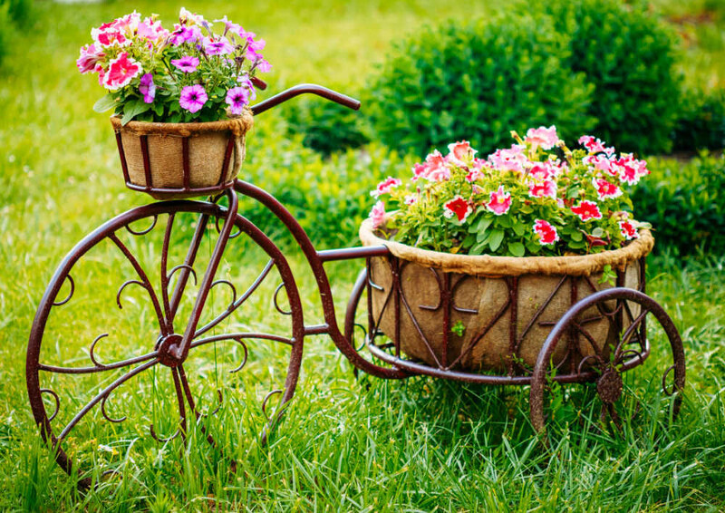 Lovely Petunias On Planters