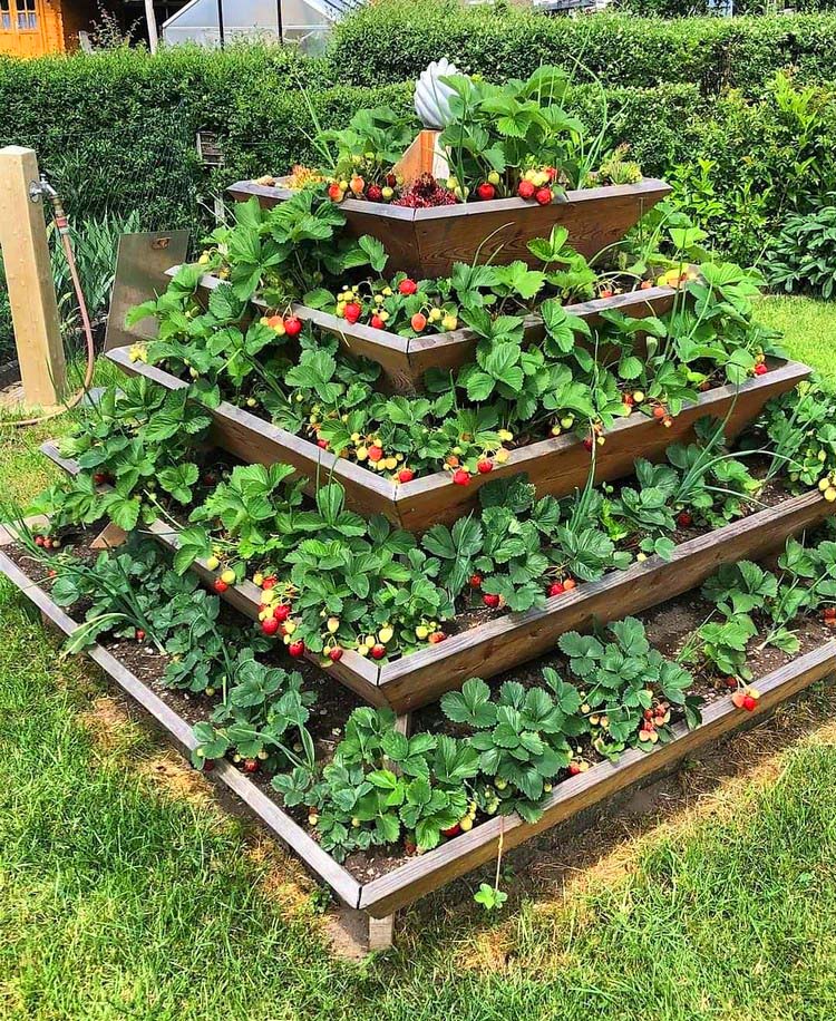 Strawberry Tiered Planter