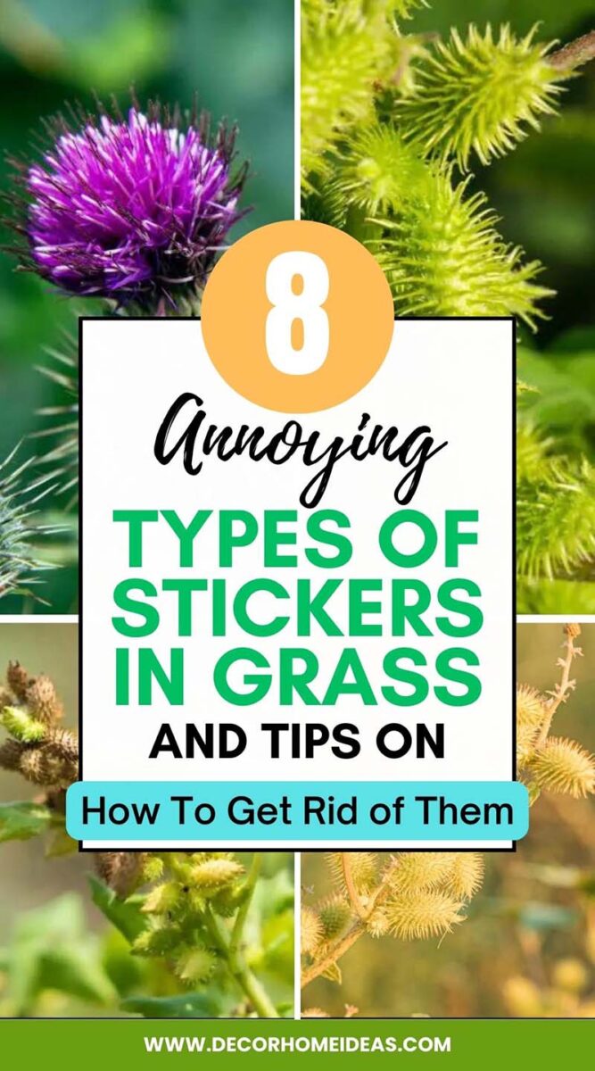 Stickers in grass can be a nuisance for homeowners and pets alike. Learn about the different types of stickers in grass, their characteristics, and effective strategies to prevent and remove them, in this informative guide.