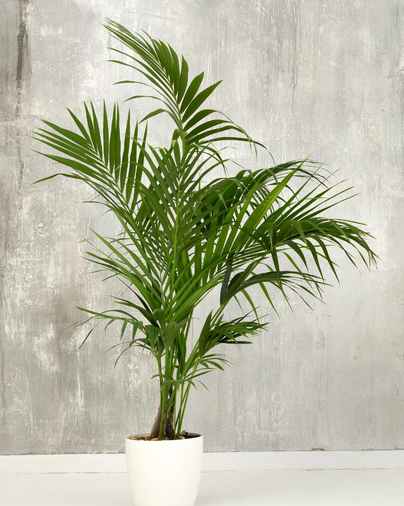  Kentia Palm (Howea Forsteriana)