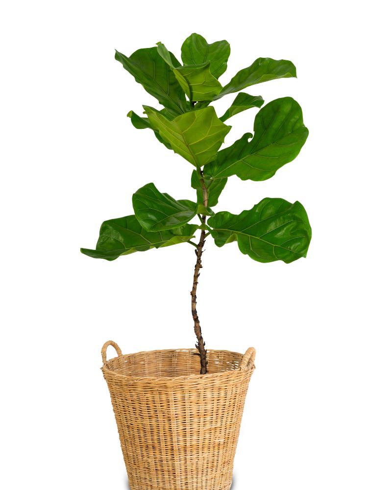 Fiddle-Leaf Fig Tree (Ficus Lyrata)