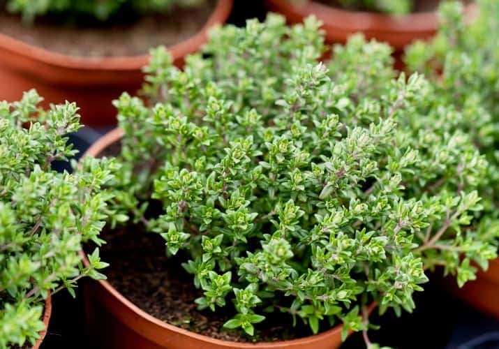 Thyme