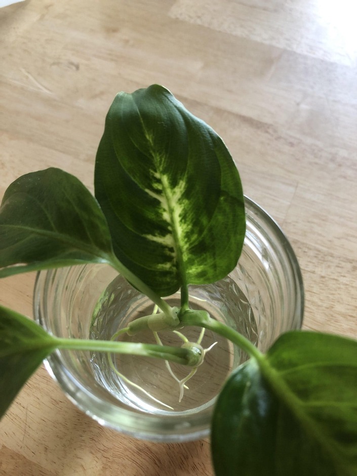 Dieffenbachia (Dumb cane)