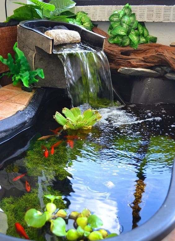 Happy Fishes In Mini Pond