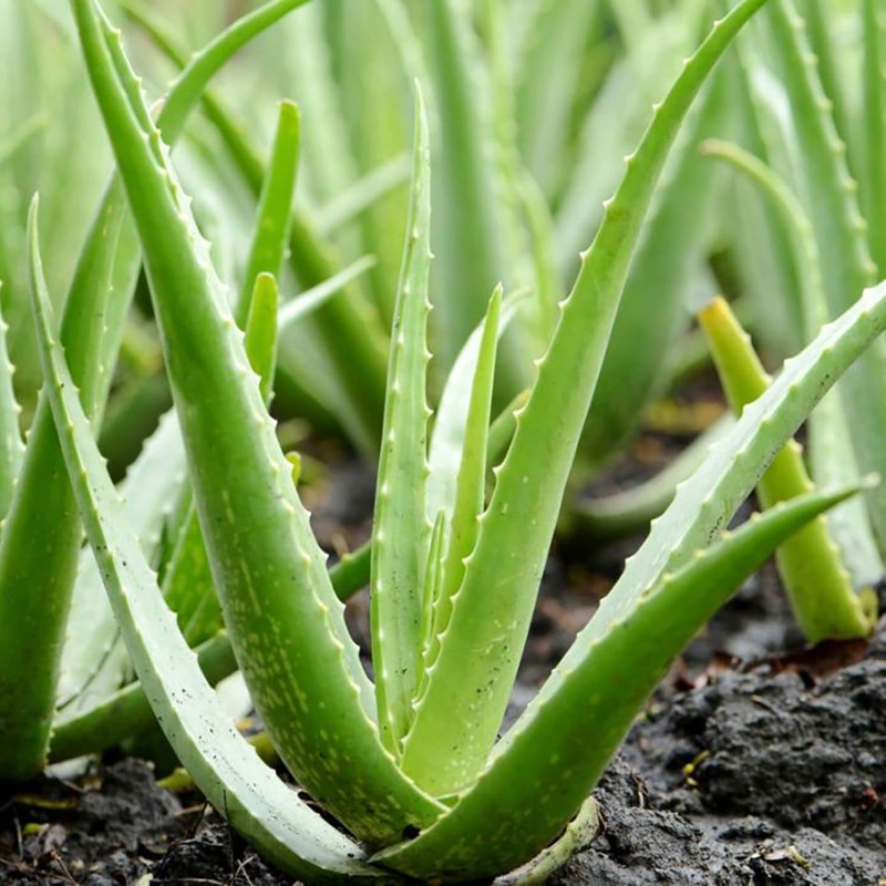 Aloe Vera