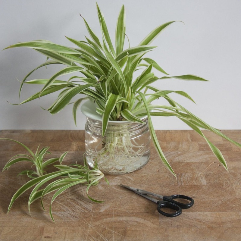 Chlorophytum (Spider plant, Airplane plant)
