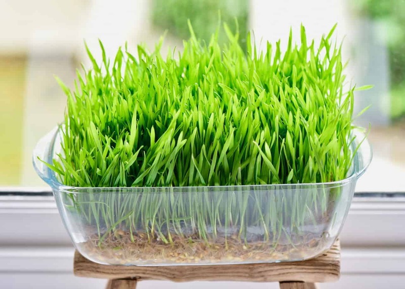 Wheatgrass