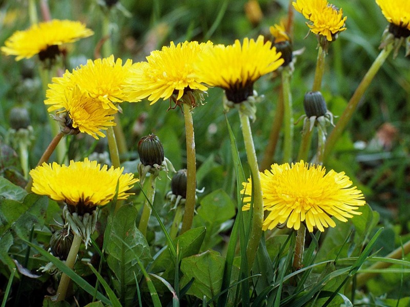 Dandelions