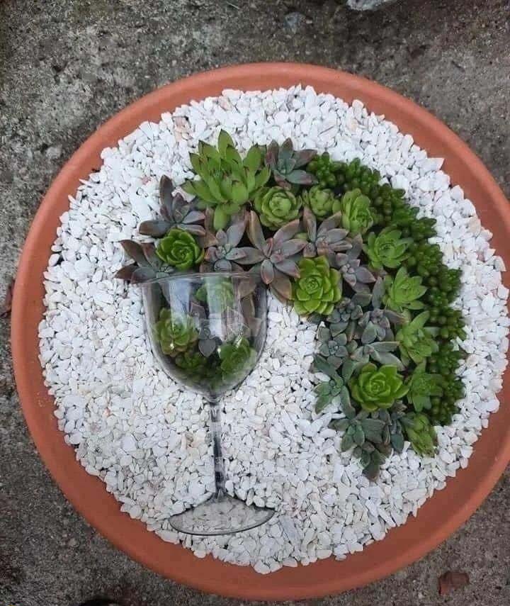 Succulent Mini Garden With Pebbles