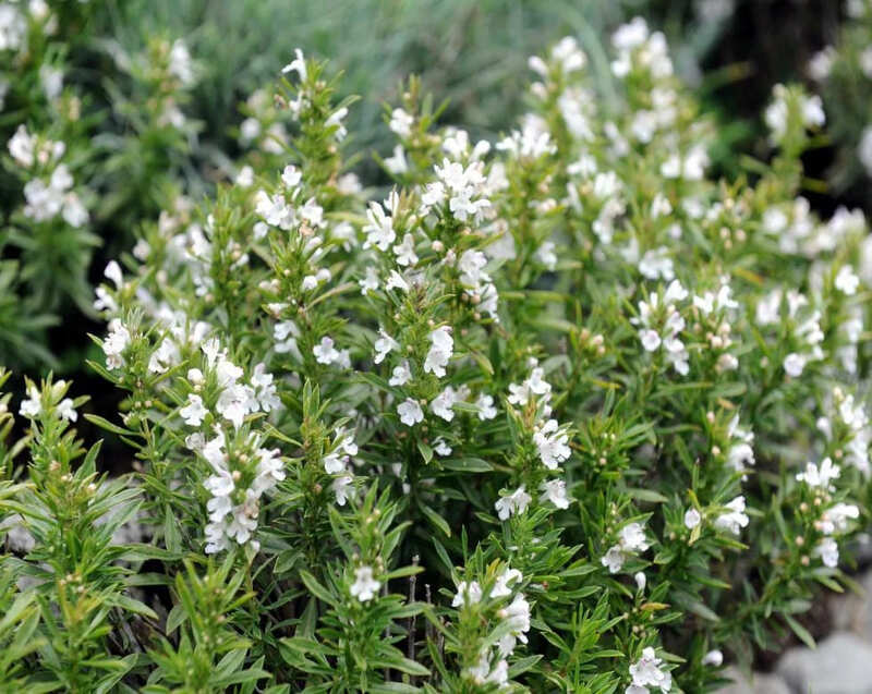 Winter Savory