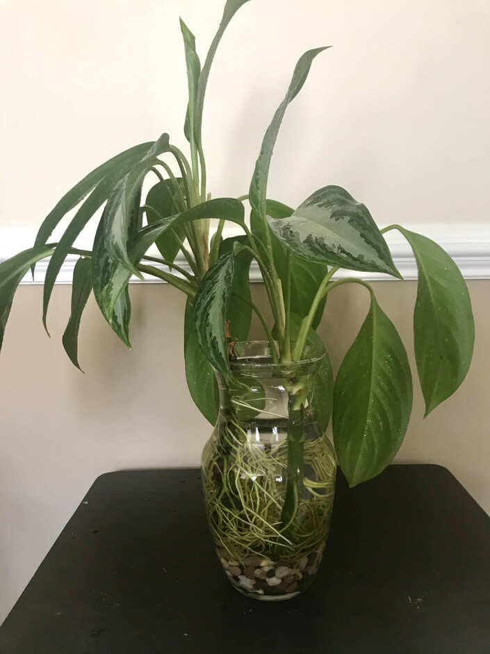 Chinese Evergreen