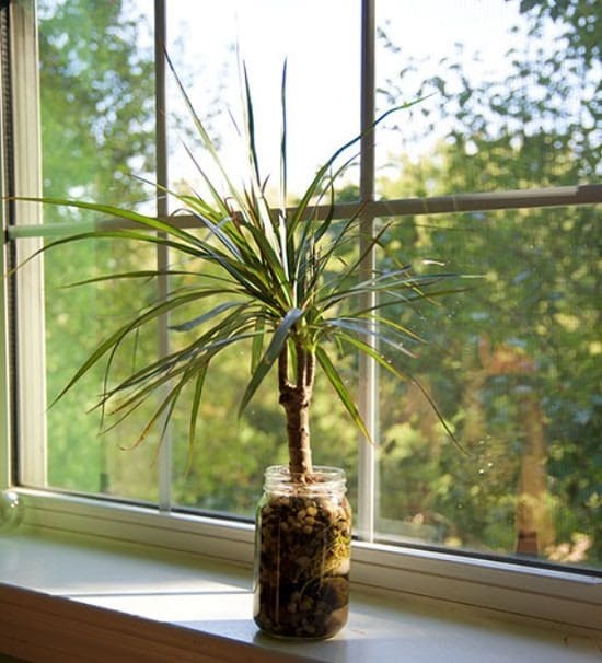 Dracena